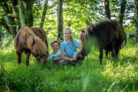 Elevage familial shetlands