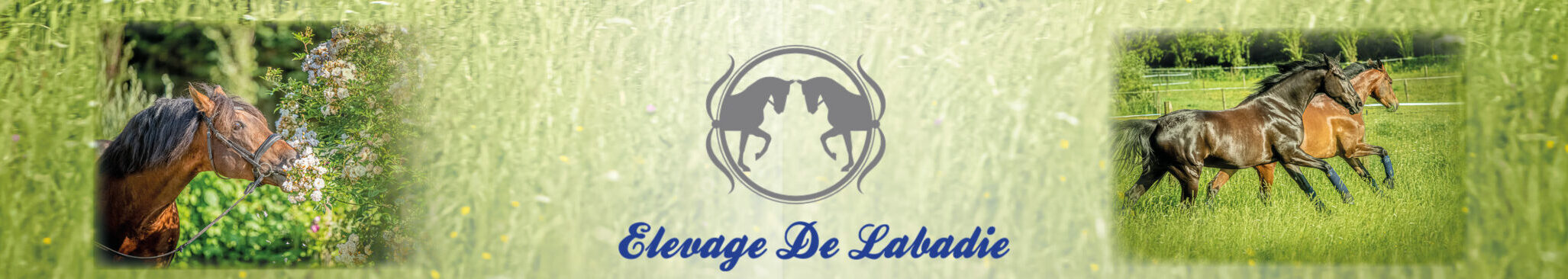 Elevage de Labadie