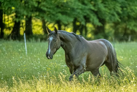 Un producteur de buchettes Caval buche